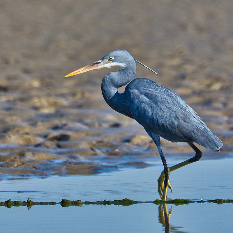 western reef heron