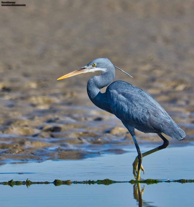 western reef heron travelderness