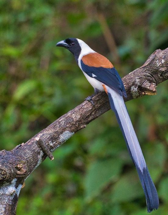 white bellied treepie1 travelderness