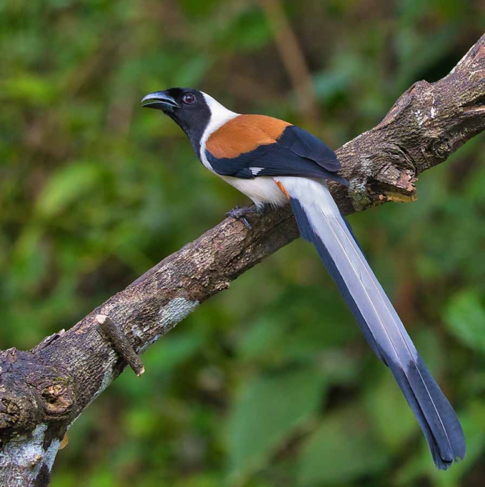 white bellied treepie1 travelderness