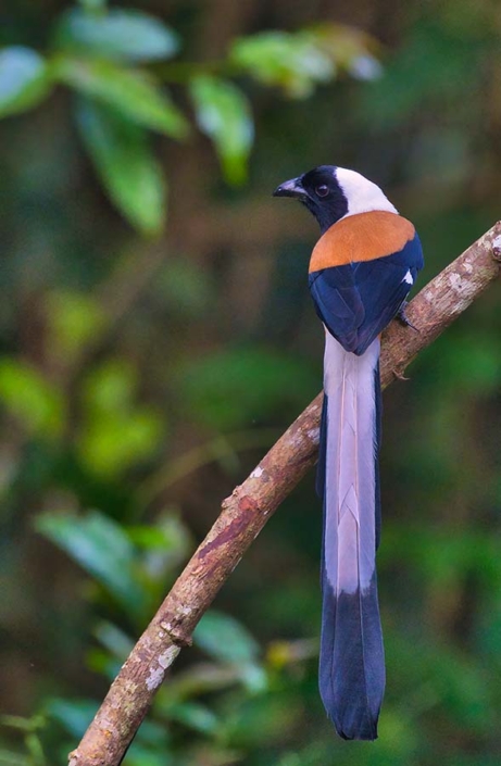 white bellied treepie1 travelderness