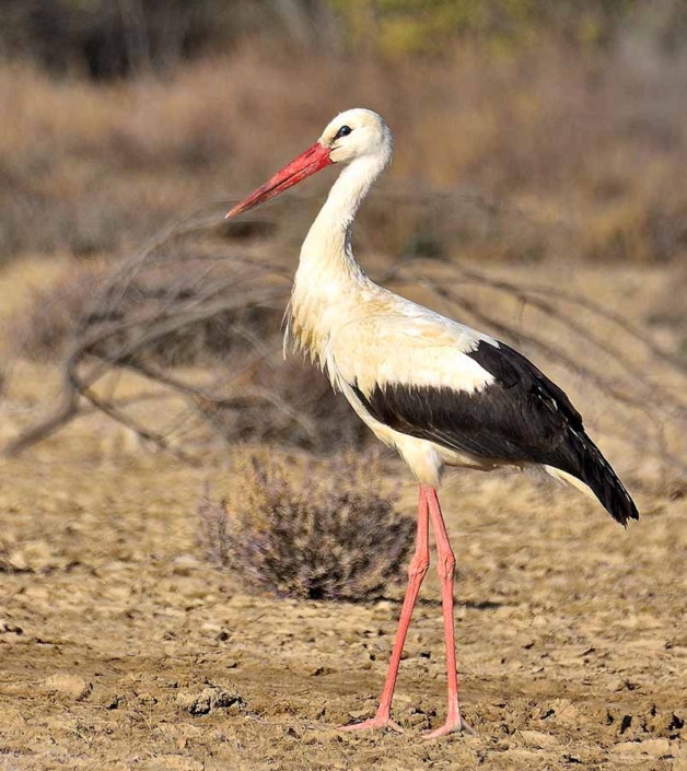 white stork_001 travelderness